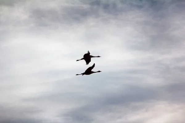 Graukranich Grus Grus Paar Nistender Vögel Die Auf Wolken Herumfliegen — Stockfoto