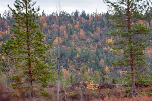 Milder Herbst Mitten Herbst Borealen Nadelwäldern Taiga Mit Beimischung Von — Stockfoto