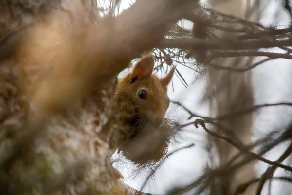 Taiga Vörös Mókus Sciurus Vulgaris Épít Drey Fészek Állati Száj — Stock Fotó