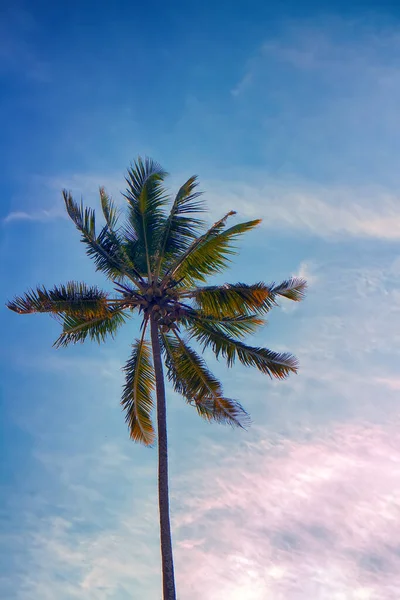 Coconut Tree Tousled Crown Rushed High Sky Head Hair — Stock Photo, Image