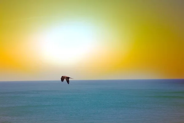 Las Águilas Marinas Cometas Sobre Océano Índico Atardecer Tropical Superficie — Foto de Stock