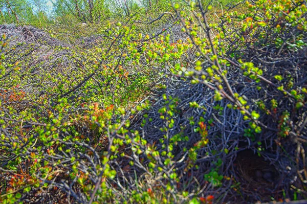 Naturaleza Del Norte Mire Través Árboles Enanos Abedul Ártico Betula —  Fotos de Stock