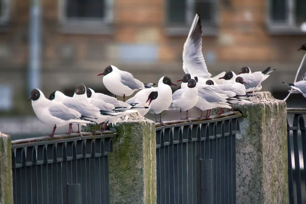 Birds City Have Dual Meaning One Hand Aesthetic Object Other — 스톡 사진