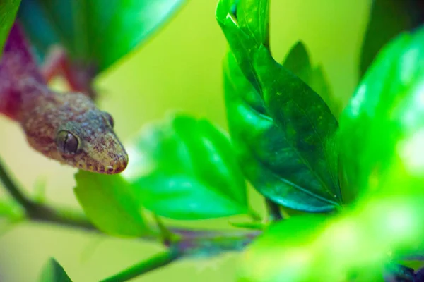 Tropical House Gecko Sur Feuille Verte Kerala — Photo