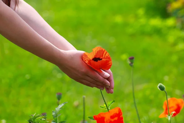 Nyár Szerelem Mókája Nagy Piros Mező Mák Szenvedély Virág Szerelem — Stock Fotó