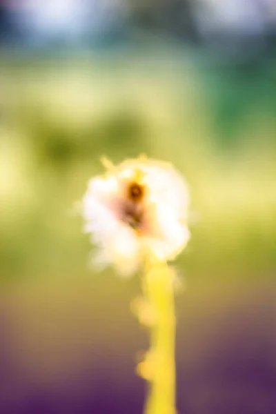 Coltsfoot Brilha Raios Sol Verão Brilhante Quadro Fundo Quente Borrado — Fotografia de Stock