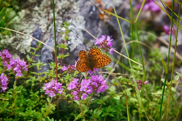 Turuncu Kelebek Yaz Çiçeklerinde Sıcak Yaz Arkaplanı Bir Böcekle — Stok fotoğraf
