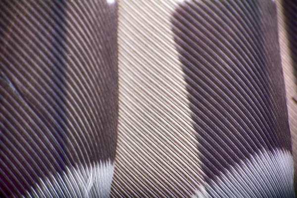 偉大な斑点のあるキツツキの一次羽 服や家具のためのロボティノ生地 グログラン生地 の既製デザイン マクロ — ストック写真