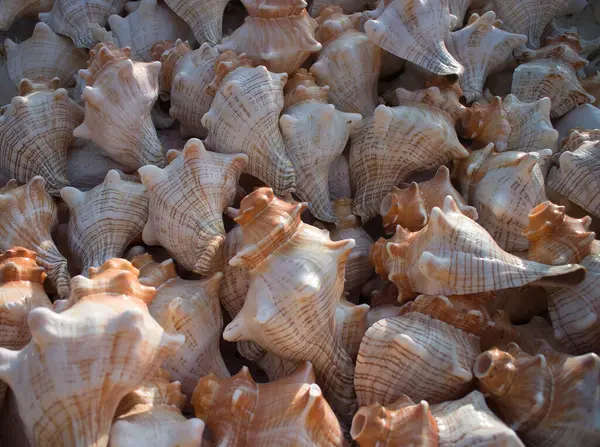 Pamiątki Morza Kontekst Shelly — Zdjęcie stockowe