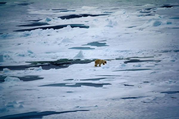 Orso Polare Vicino Polo Nord Withe Bear Entra Distese Oceano — Foto Stock