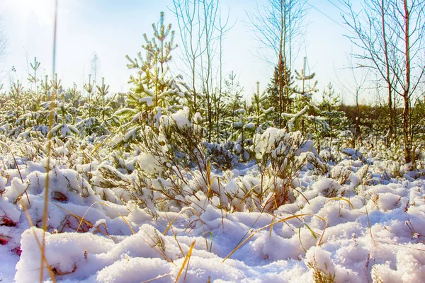 Hiver Lumineux Forêt Ensoleillée Avec Neige Sapins Belle Forêt Viennent — Photo