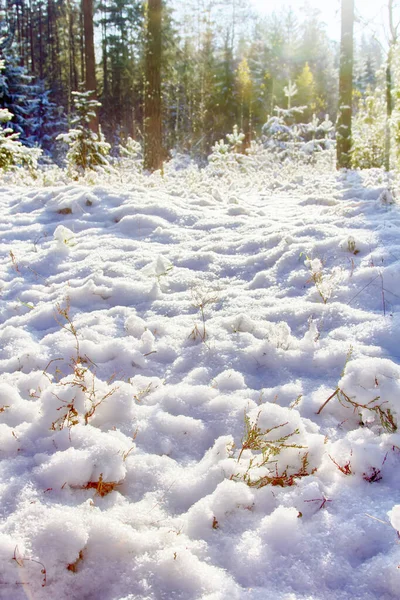 美丽的冬日 阳光明媚的森林 长满了白雪和冷杉 秋天森林里的早雪 — 图库照片