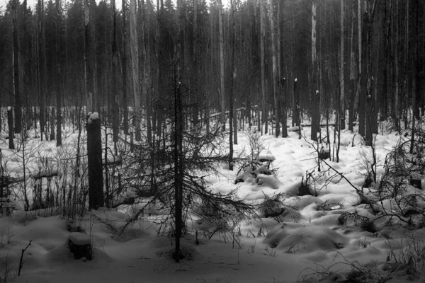 dark winter forest shaded black-and-white. cold depression forest landscape