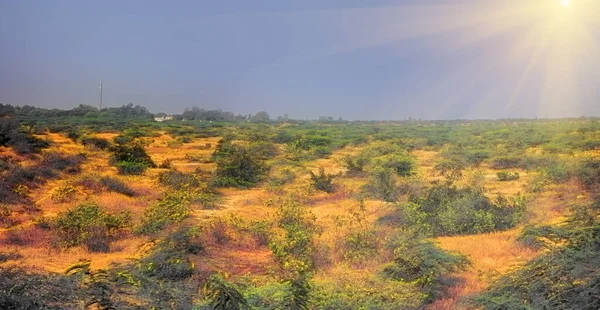 Panoramische Trockene Dickicht Von Bush Indien Die Hochebene Des Dekans — Stockfoto