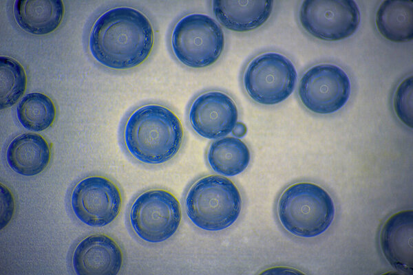 Гармонический фон (скринсейвер). Пузырьки воздуха в воде (bleb) на легкой, гладкой поверхности. Дизайн интерьера, дизайн креативность,