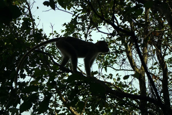 Troupeau Macaques Indiens Saison Sèche Illustration Une Femelle Arboricole — Photo