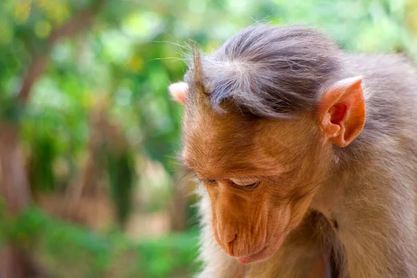 Macaques Indiens Lat Macaca Radiata Primates Animaux Sauvages Dans Une — Photo