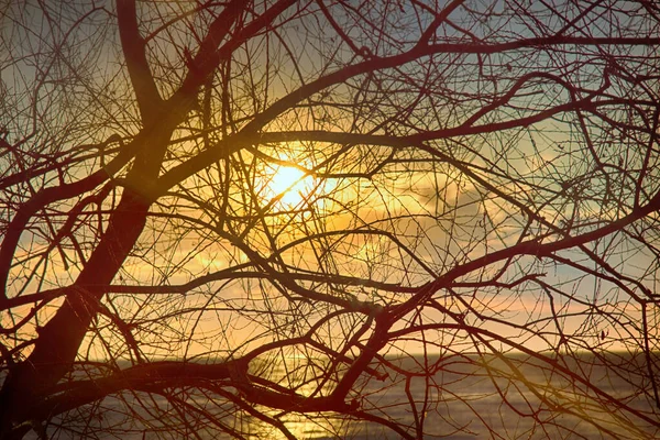 Zimowy Zachód Słońca Zachód Słońca Nad Jeziorem Przez Gołe Korony — Zdjęcie stockowe