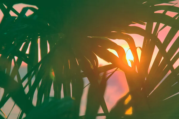天国の休息の約束 インド洋のヤシの木の葉を通して日没 熱帯の旅 肯定的な感情を引き起こすよく認識可能な画像 — ストック写真