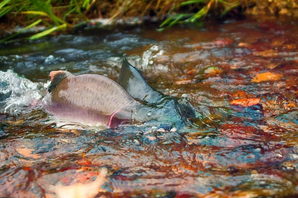 Wenn Die Lachse Laufen Buckellachs Oncorhunchus Gorbusha Flachen Gewässern Lebenskraft — Stockfoto
