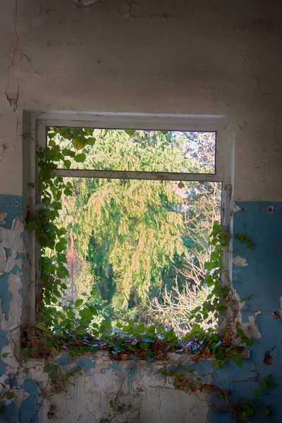 Città Fantasma Catturati Piante Selvatiche Home Window Arrampicata — Foto Stock