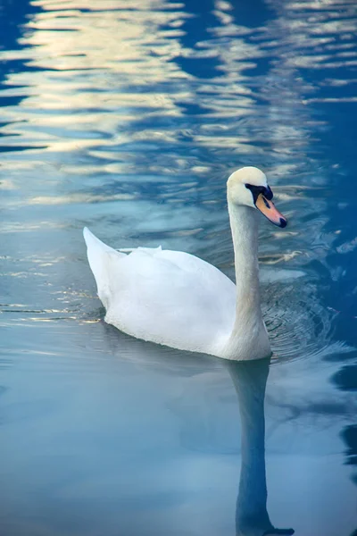 Cygne Muet Dit Bel Oiseau Royal Parce Révèle Efficacement Fether — Photo