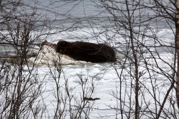棕熊从冬眠中醒来 然后在湖冰上杀死了小麋鹿 吃了一部分 睡在尸体上 作为枕头捕食者 守护着它的死亡 独特的画面 — 图库照片