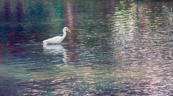 Great White Egret American Egret Egretta Alba Hunting Small Fish — Stock Photo, Image