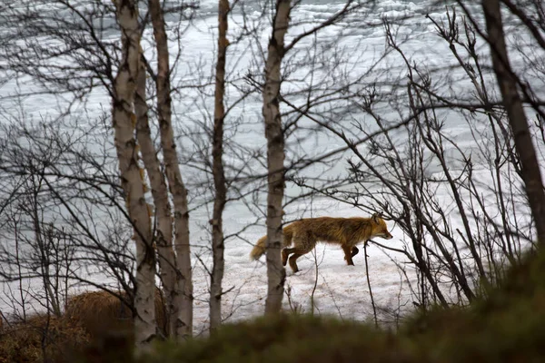 In winter Fox (Vulpes vulpes) hunt in daytime. Fox goes along lake shore in search of food.