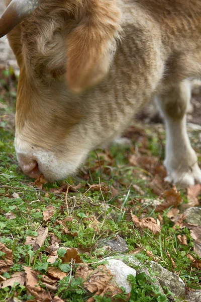 Fényes Tehén Nyitott Legelő Fej Agancsok Closeup — Stock Fotó