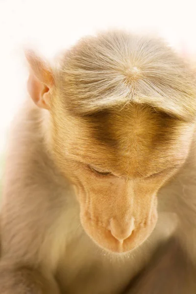 Meest Succesvolle Wijdverspreide Soort Primaten Wereld Reuzenapen Lat Macaca Mulatta — Stockfoto