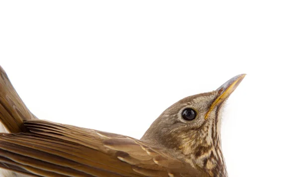 Mavis Turdus Philomelos Closeup Portrait Profile One Best Singers Birds — Zdjęcie stockowe