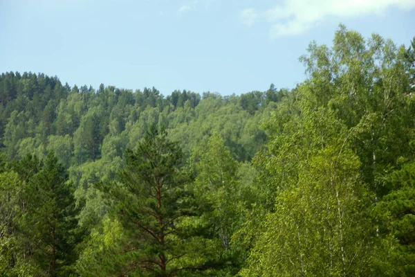 Cubierto Bosques Mixtos Las Montañas Altai Asia Nororiental — Foto de Stock