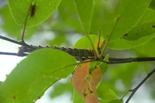 Lymantria Dispar Caterpillars Move Forest Beautiful Pest Caterpillar Mountain Woods — Stock Photo, Image
