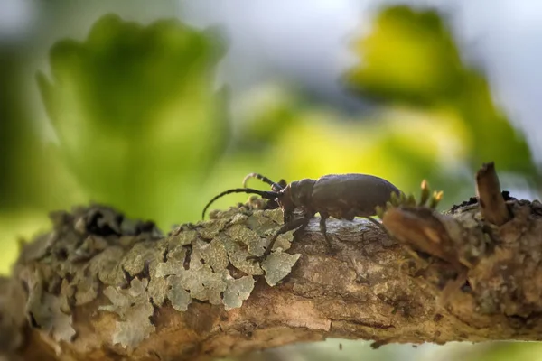 Escarabajo Cuerno Largo Arrastrándose Sobre Roble Escarabajo Fuerte Corteza Áspera — Foto de Stock