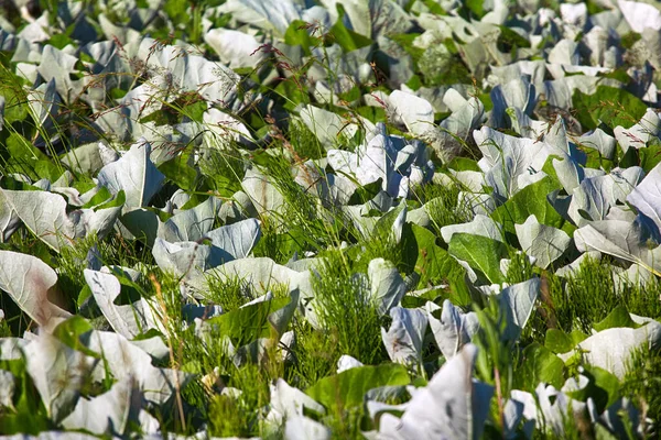 Mosaico Hoja Blanca Coltsfoot Cola Caballo Rejilla Cereales Balanceándose Viento —  Fotos de Stock