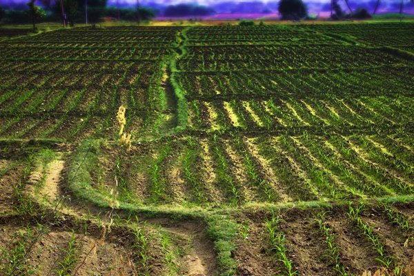 Rýžová Pole Asii Klasické Tropické Zemědělství Život — Stock fotografie