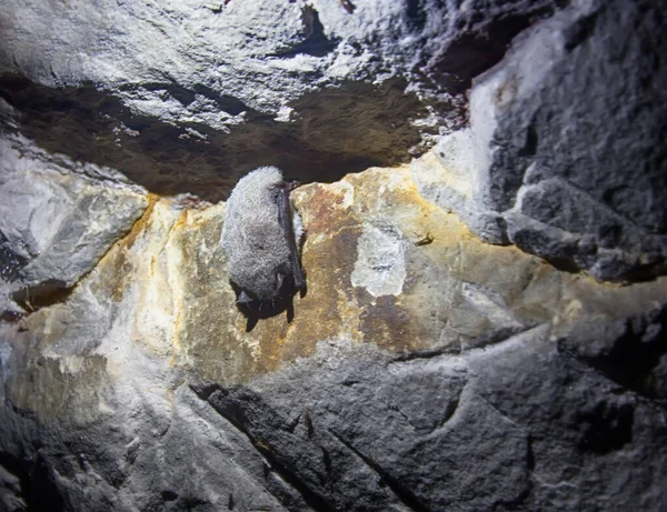 Disparos Durmiendo Cueva Murciélagos —  Fotos de Stock