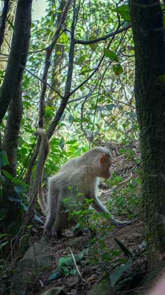 Anschauliche Bilder Vom Leben Indischer Makaken Auf Nahrungssuche Baum Robinien — Stockfoto