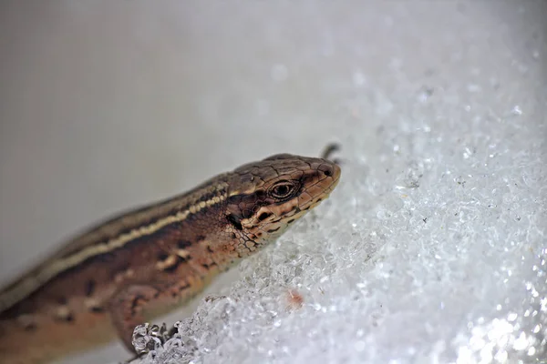 Zwangere Levendige Hagedis Wordt Wakker Kruist Besneeuwde Oppervlak — Stockfoto