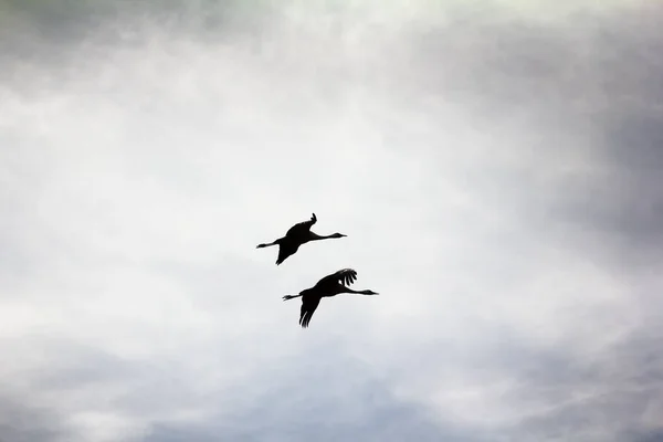 Gray Crane (common crane, Grus grus) - pair of nesting birds flying around on background of clouds