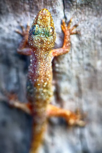 Gecko Construction Background Animals Human — Stock Photo, Image