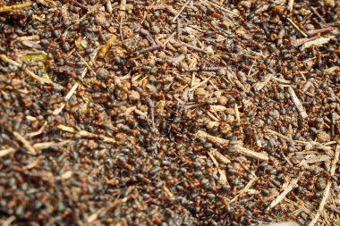 Karınca yuvasında hareket eden karıncalar Marco çok sayıda böcek arkaplanı