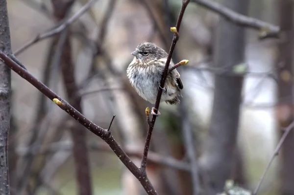 Polluelo Encuesta Roja Linnet Acanthis Dejado Nido Principios Primavera Cuando —  Fotos de Stock