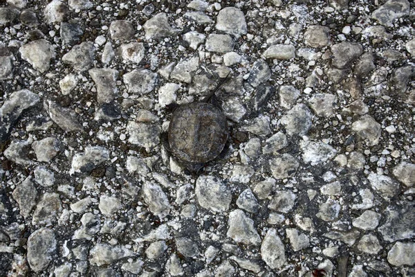 Auto Contro Natura Cadaveri Mutilati Tartaruga Greca Dopo Aver Investito — Foto Stock