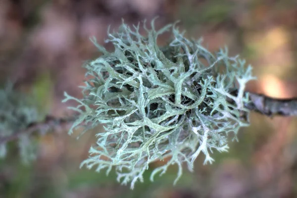 以苔藓为分枝的山地林区 — 图库照片