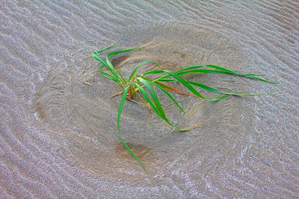 Зачатие Человеческая Жизнь Подобна Траве Ветру Становись Взволнованной Колесо Сансары — стоковое фото