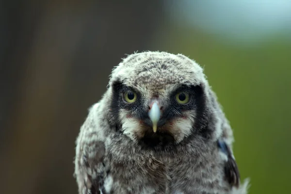 Lindo Búho Esponjoso Mirando Espectador Con Sus Ojos Amarillos Retrato — Foto de Stock