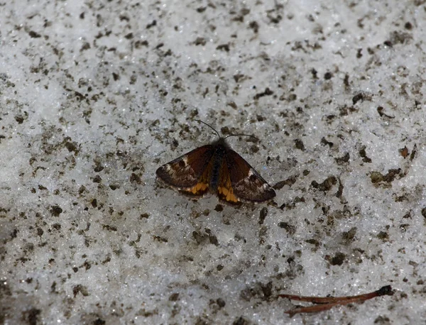Зимові Комахи Нічний Метелик Метелик Тигра Arctiidae Перебуває Кінці Весни — стокове фото