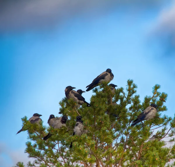 Los Cuervos Encapuchados También Son Aves Migratorias Manada Cuervos Encapuchados — Foto de Stock